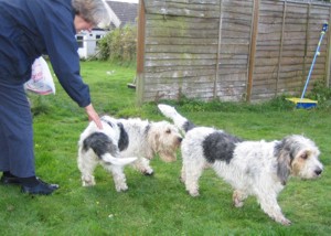 Griffon Bassets